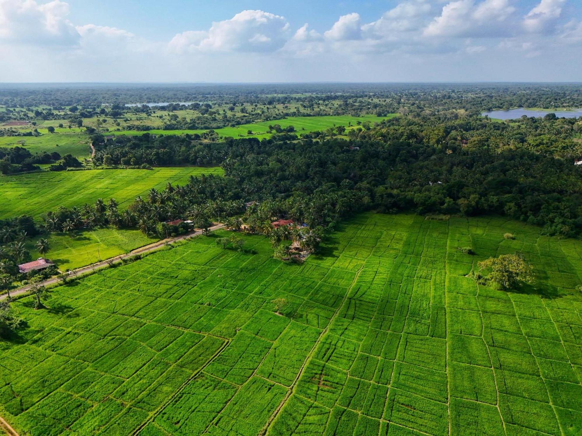 Green Sapphire Holiday Resort Wilpaththu Wilpattu Exteriér fotografie