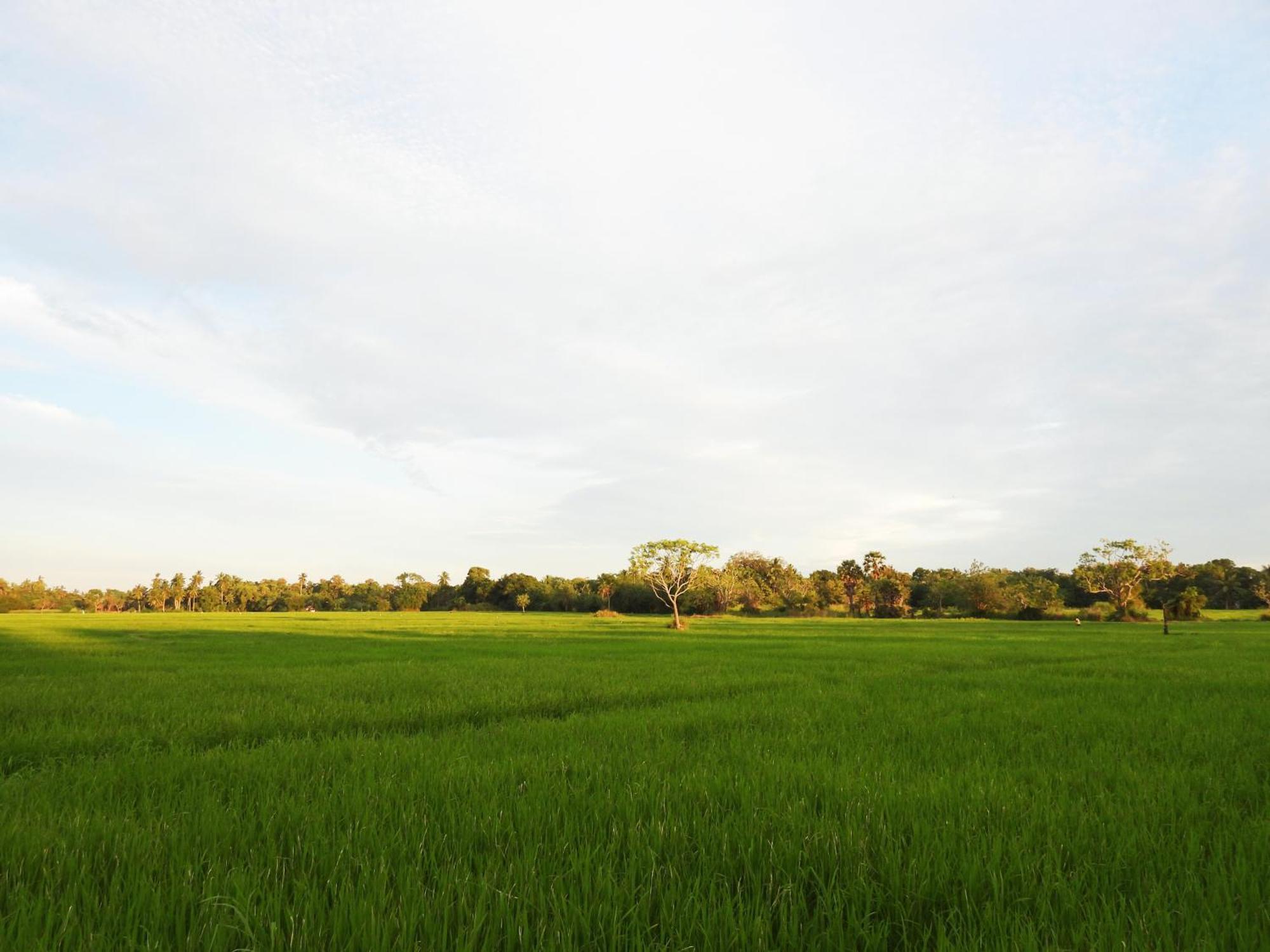 Green Sapphire Holiday Resort Wilpaththu Wilpattu Exteriér fotografie