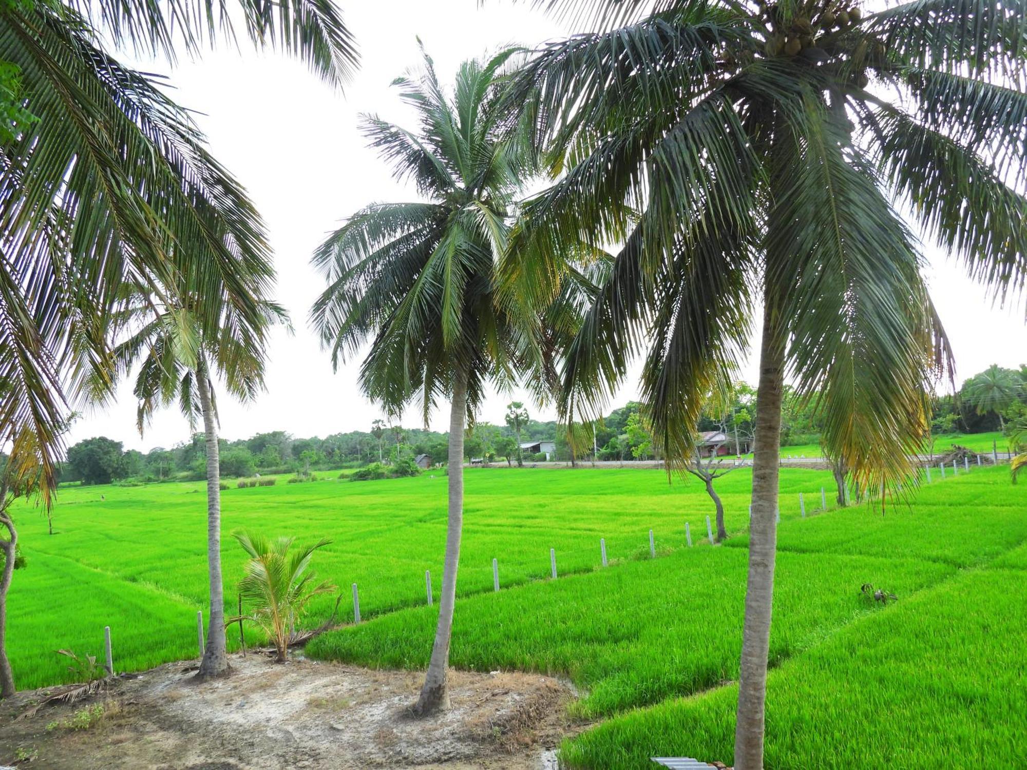 Green Sapphire Holiday Resort Wilpaththu Wilpattu Exteriér fotografie