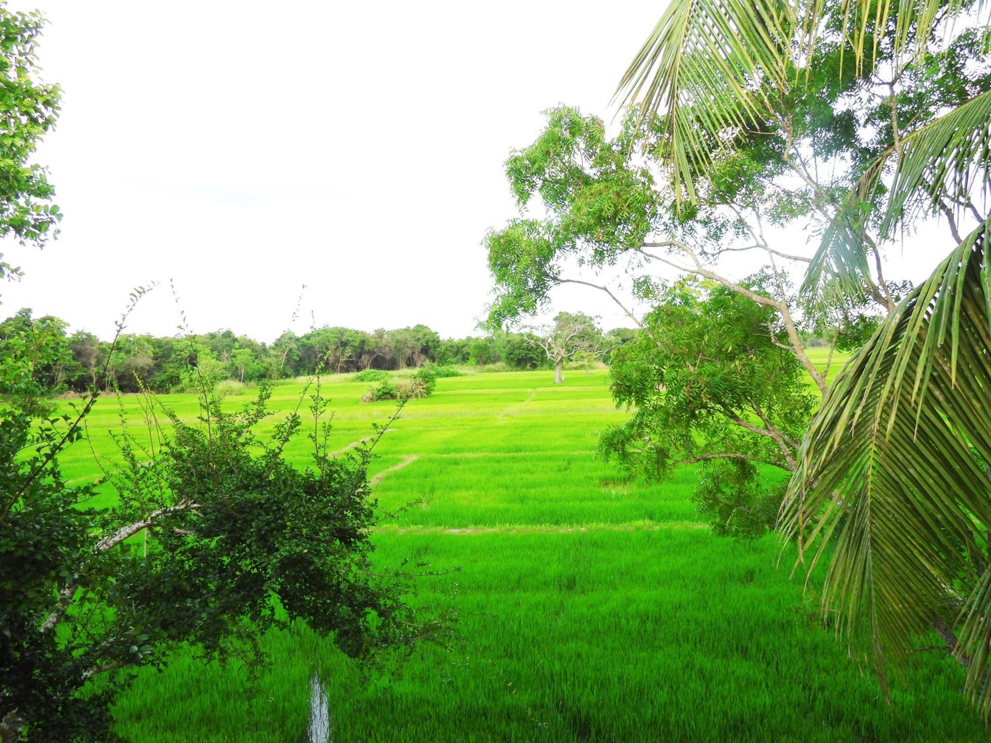 Green Sapphire Holiday Resort Wilpaththu Wilpattu Exteriér fotografie
