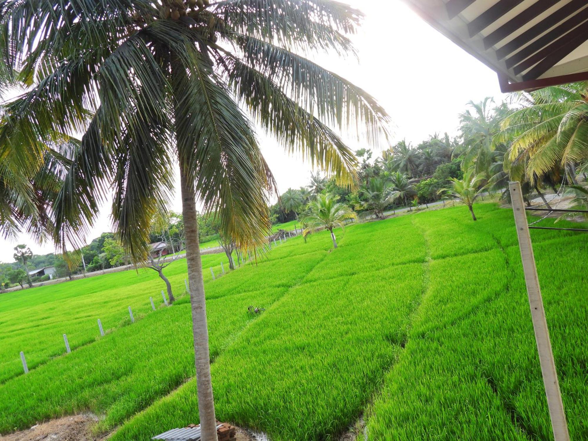 Green Sapphire Holiday Resort Wilpaththu Wilpattu Exteriér fotografie