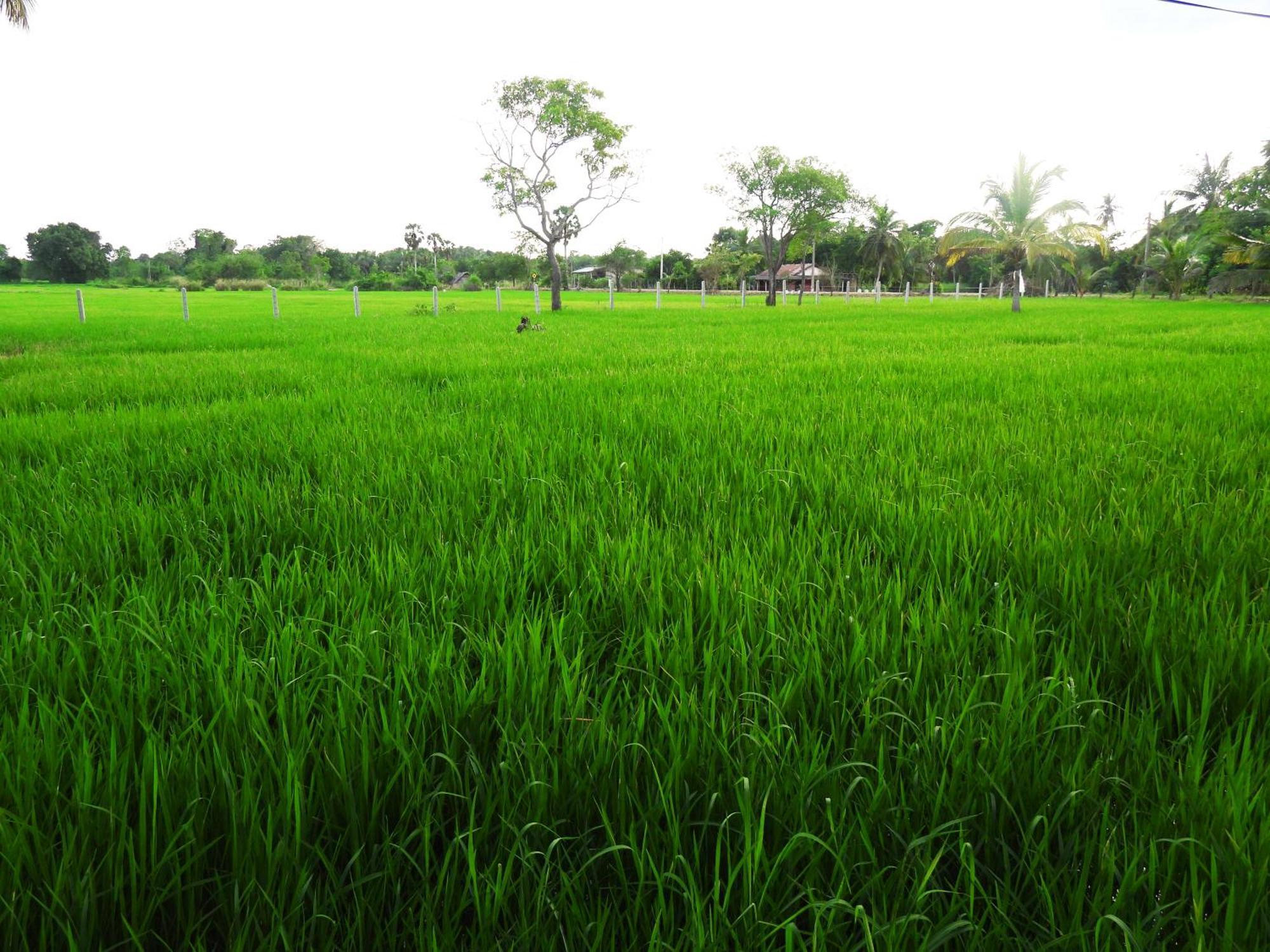 Green Sapphire Holiday Resort Wilpaththu Wilpattu Exteriér fotografie